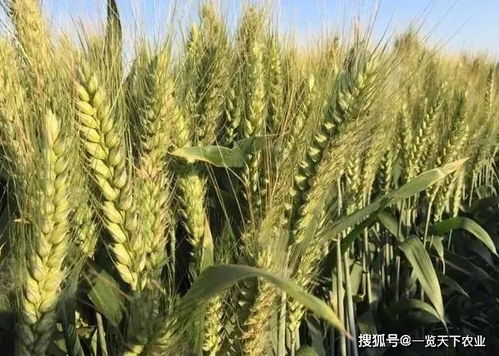 小麦底肥如何选择 复合肥和磷酸二铵哪个好 每亩用量怎么定